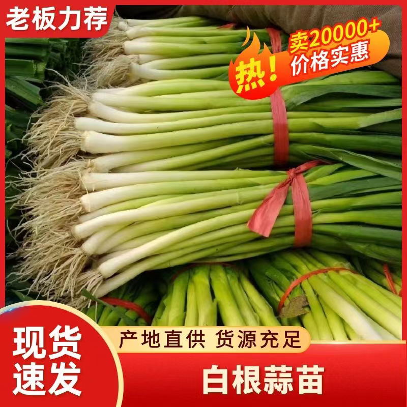 《蒜苗》水洗白根蒜苗/河南蒜苗/各种规格/大量有货
