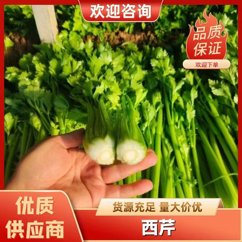 《精品西芹》中小颗芹菜/小捆芹菜/产地批发大量价优