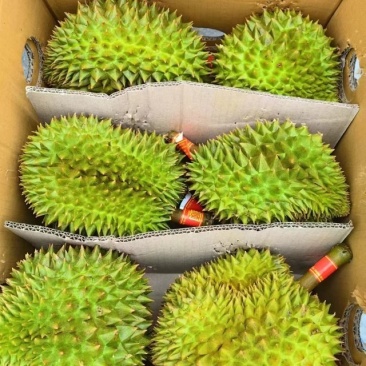 金枕榴莲巴掌