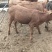 供应纯种鲁西黄牛犊300-600斤,全国免费送