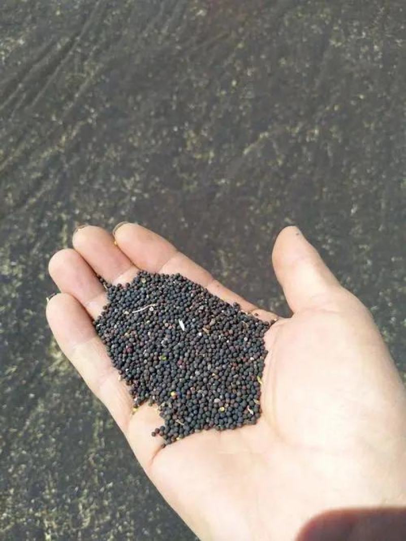 苏州油菜籽