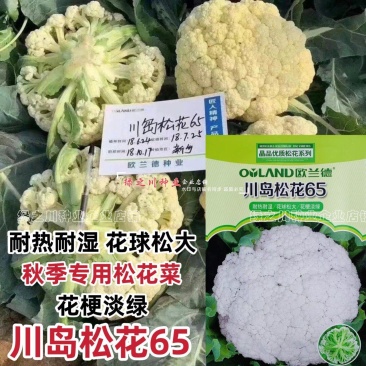 川岛松花65松花菜种子早熟爽脆花梗淡绿花椰菜种子春秋两用