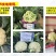 川岛松花65松花菜种子早熟爽脆花梗淡绿花椰菜种子春秋两用