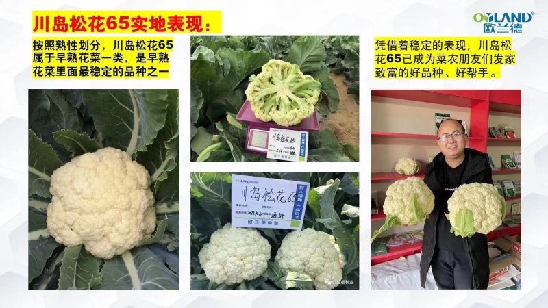 川岛松花65松花菜种子早熟爽脆花梗淡绿花椰菜种子春秋两用