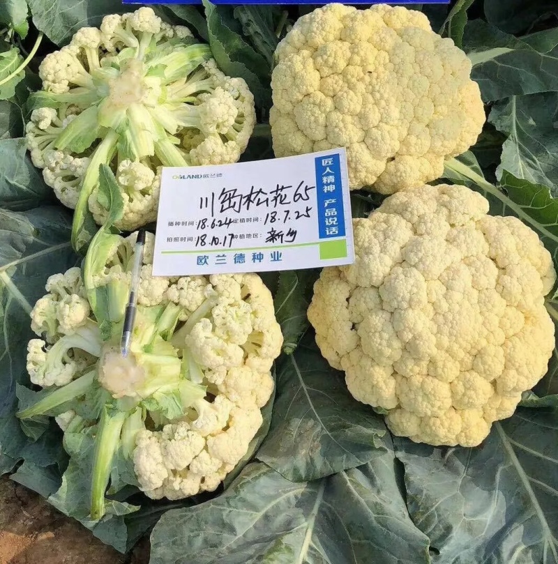 川岛松花65松花菜种子早熟爽脆花梗淡绿花椰菜种子春秋两用