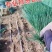 【实力】山东潍坊大葱苗铁杆大葱苗香葱苗包成活包技术售后