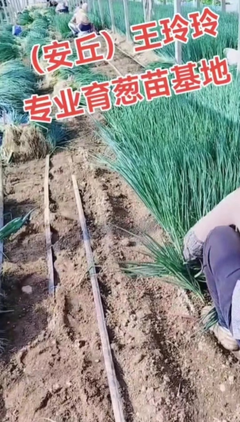 【实力】山东潍坊大葱苗铁杆大葱苗香葱苗包成活包技术售后
