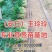 【实力】山东潍坊大葱苗铁杆大葱苗香葱苗包成活包技术售后