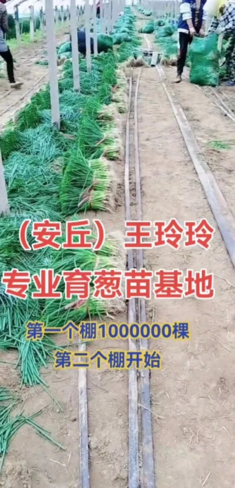 【实力】山东潍坊大葱苗铁杆大葱苗香葱苗包成活包技术售后