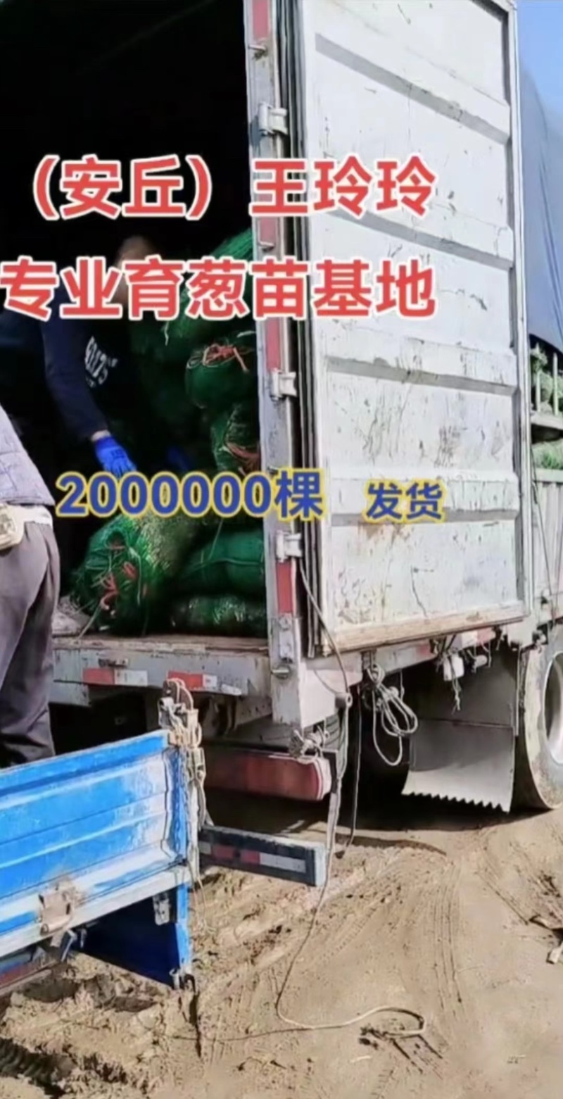 潍坊安丘钢葱苗铁杆大葱苗正月栽种7月上市包成活技术售后