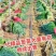 潍坊安丘钢葱苗铁杆大葱苗正月栽种7月上市包成活技术售后
