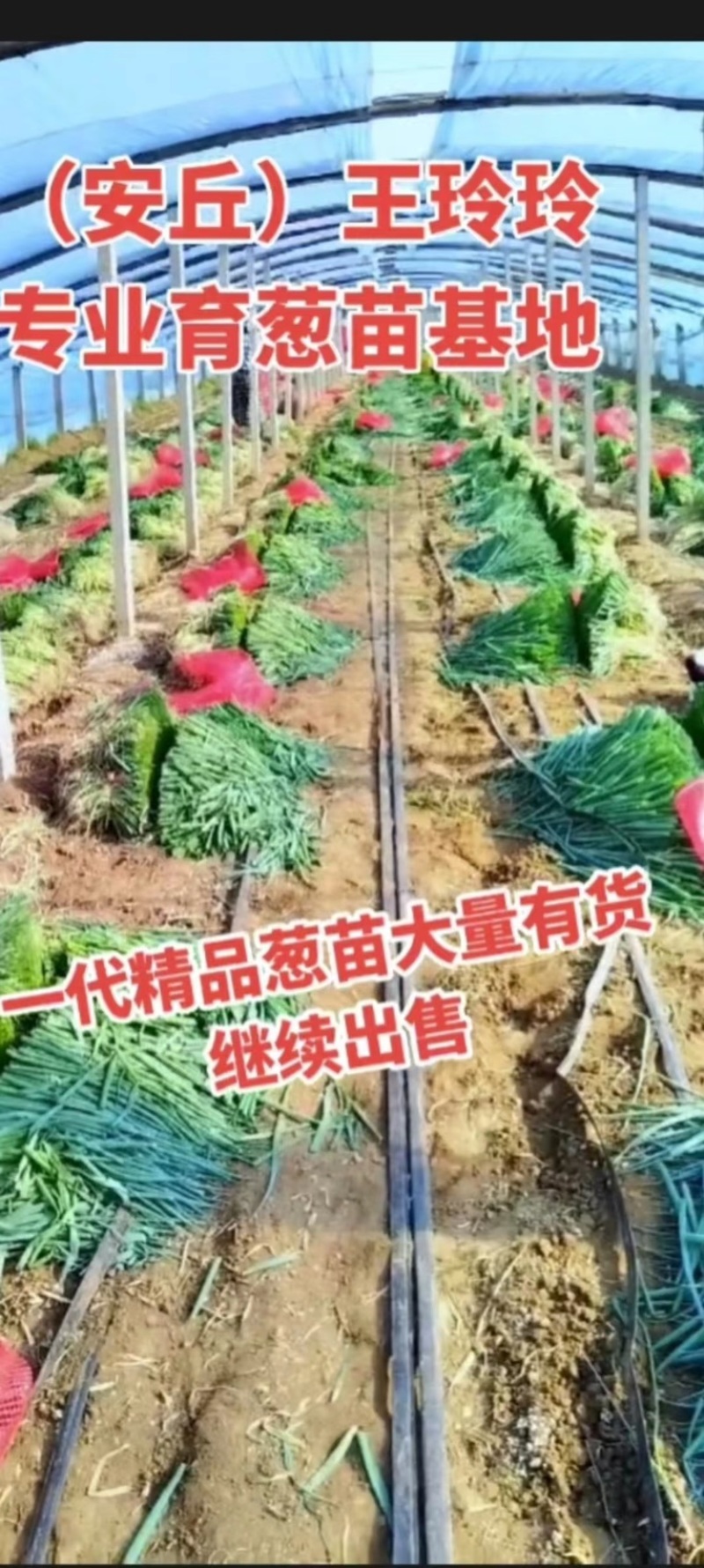 潍坊安丘钢葱苗铁杆大葱苗正月栽种7月上市包成活技术售后