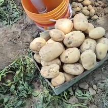 自家种植精品优质土豆优质黄皮黄瓤土豆原产地直销无中间商差