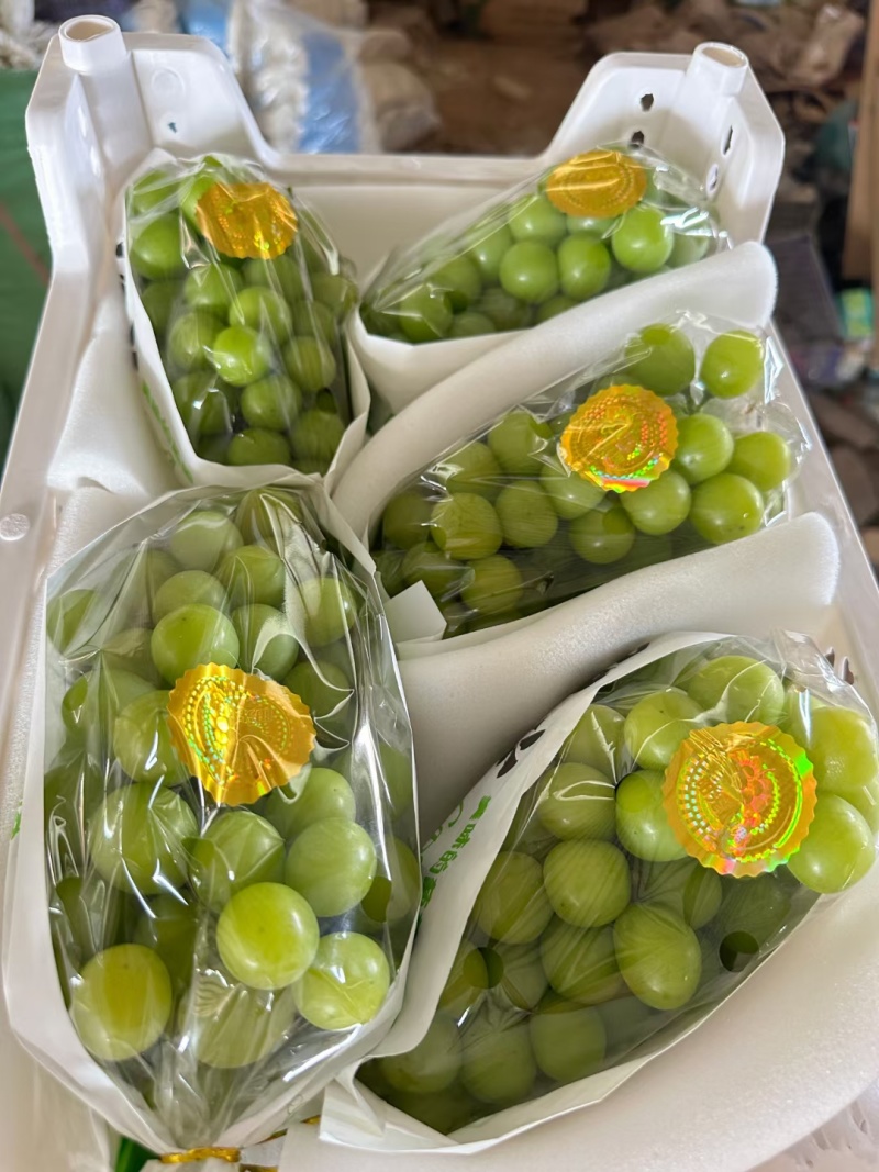 四川大凉山精品阳光玫瑰