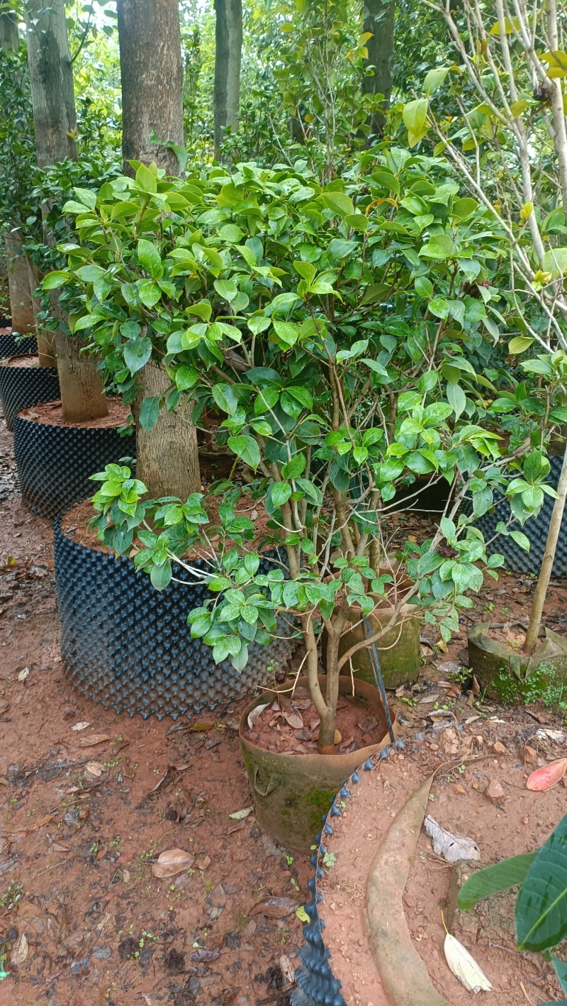 茶花