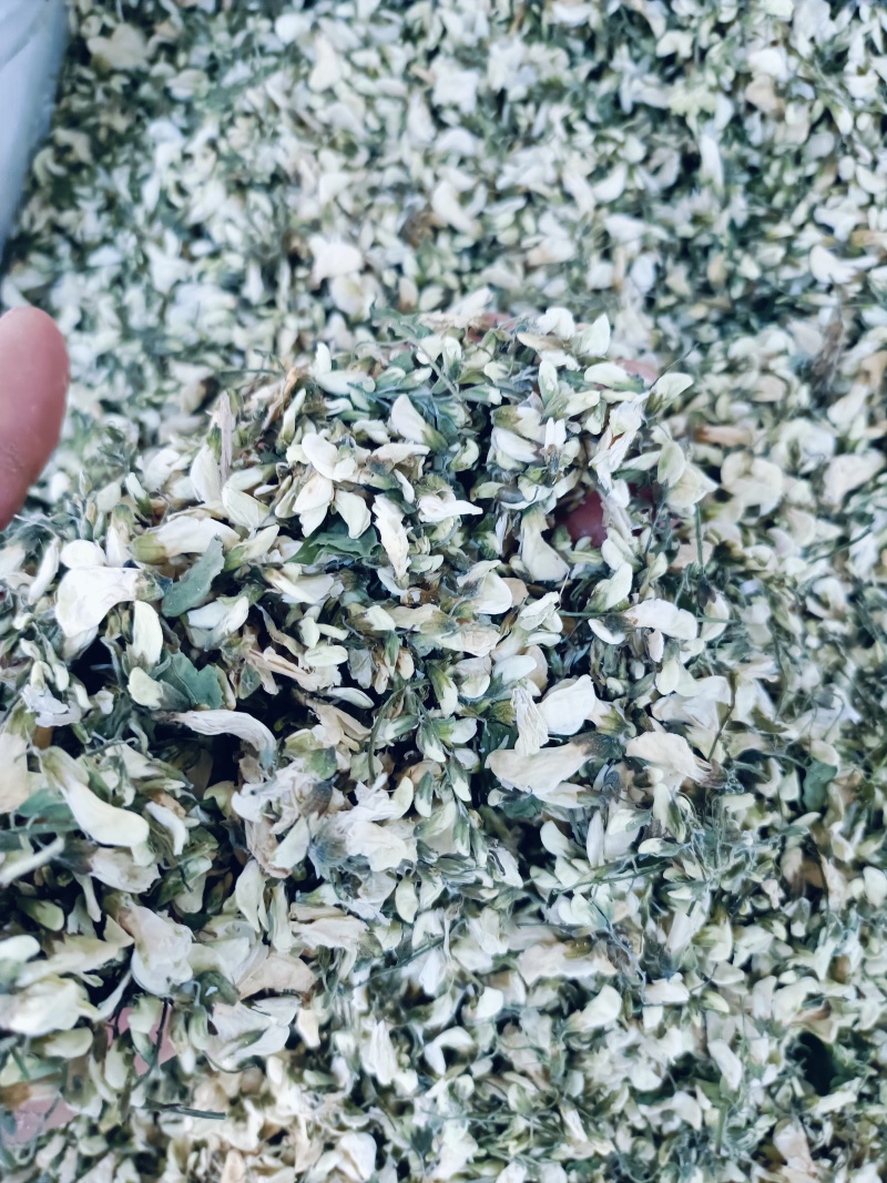 洋槐花，槐花脱水干洋槐花洋槐花干品欢迎咨询合作