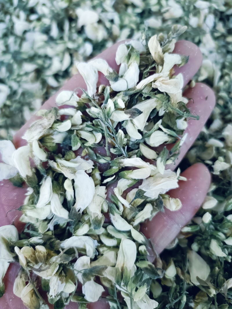 洋槐花，槐花脱水干洋槐花洋槐花干品欢迎咨询合作