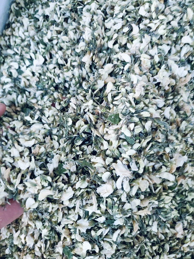 洋槐花，槐花脱水干洋槐花洋槐花干品欢迎咨询合作