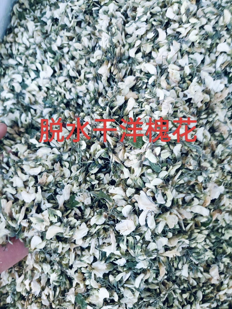 洋槐花，槐花脱水干洋槐花洋槐花干品欢迎咨询合作