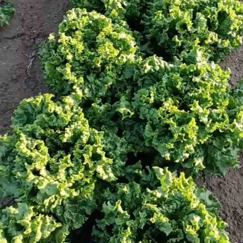 罗马生菜，坝上蔬菜陆续上市中，需要的老板赶快联系