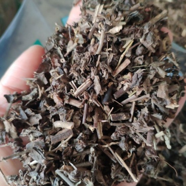 麝香草中药材毛麝香凉草五凉草酒子草毛老虎