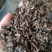 麝香草中药材毛麝香凉草五凉草酒子草毛老虎