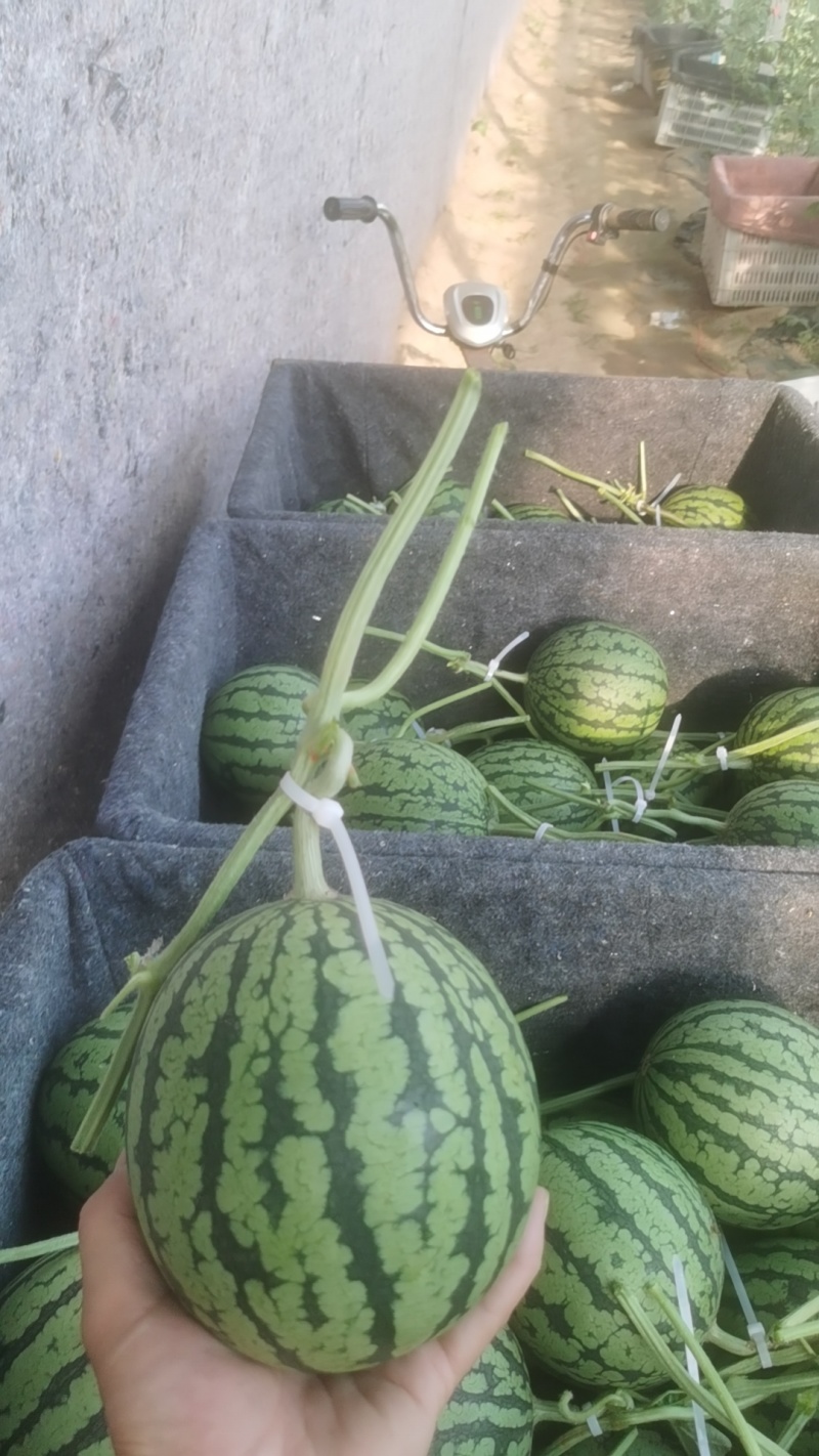 2k小西瓜