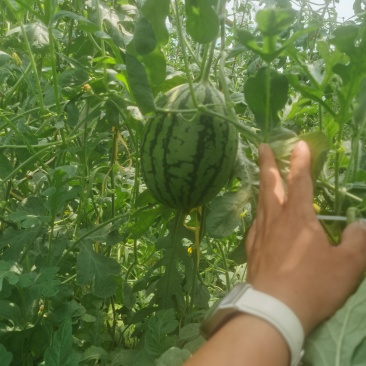 2k小西瓜