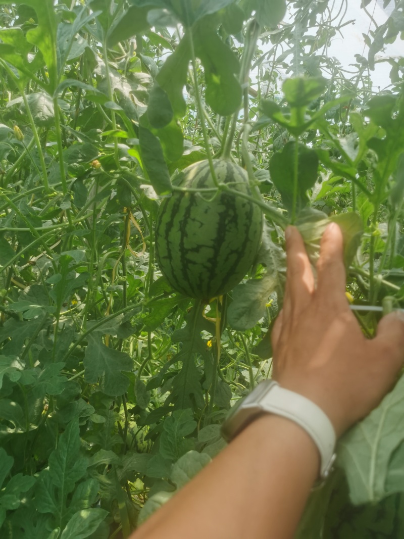 2k小西瓜