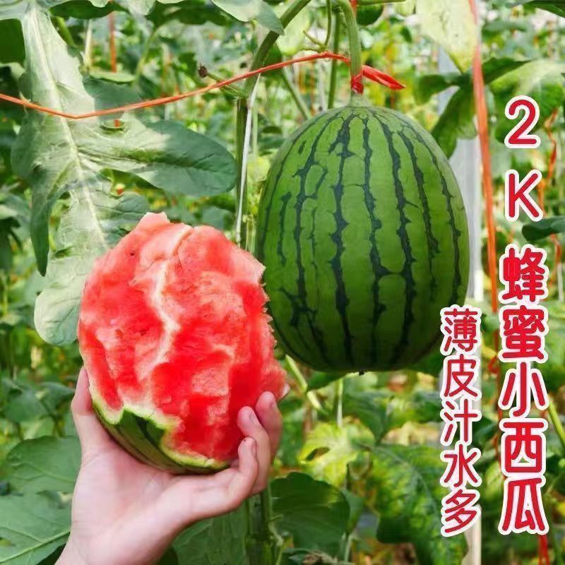 2k小西瓜
