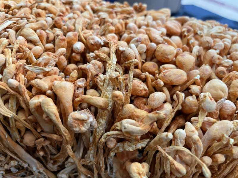 虫草花内蒙古孢子头虫草花干货批发