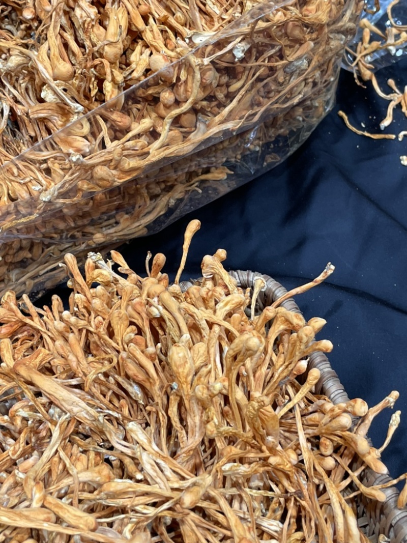 虫草花内蒙古孢子头虫草花干货批发