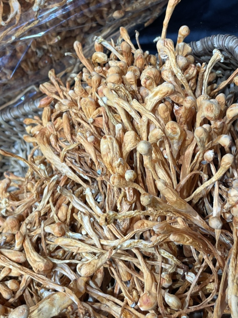 虫草花内蒙古孢子头虫草花干货批发
