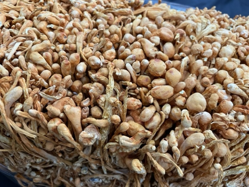 虫草花内蒙古孢子头虫草花干货批发