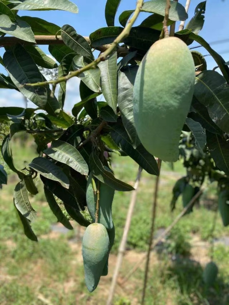 大青芒特大号芒果现摘新鲜当季水果非金煌芒台农贵妃芒果代发