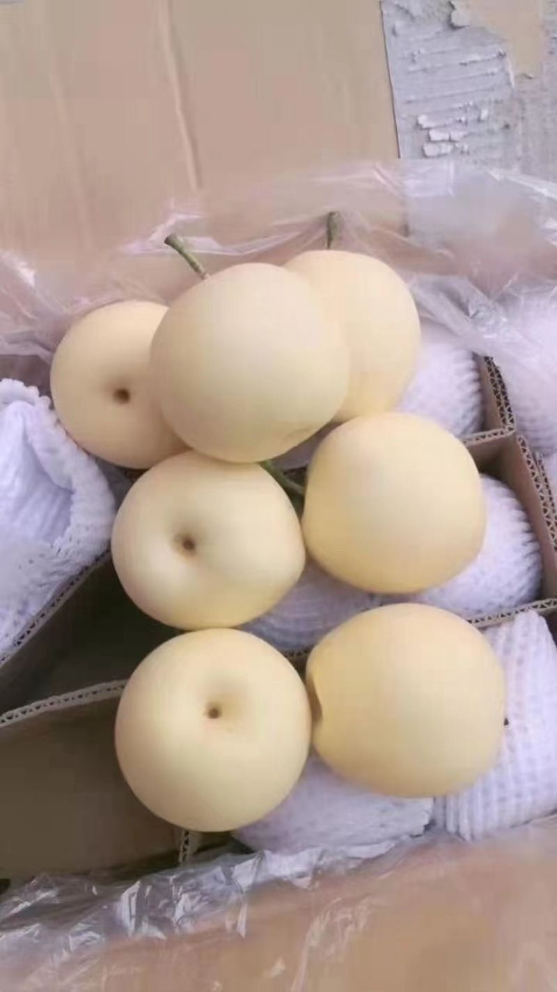 江苏皇冠梨百亩梨园自产自销按需配货欢迎老板联系