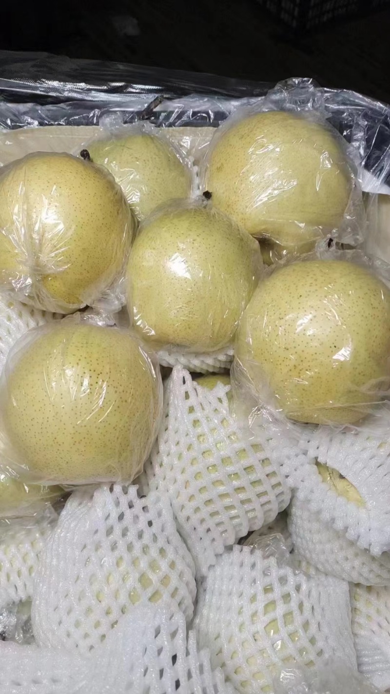 江苏皇冠梨百亩梨园自产自销按需配货欢迎老板联系