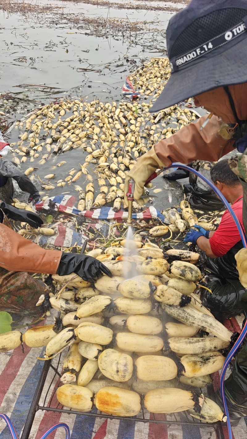 糯米藕食材供应