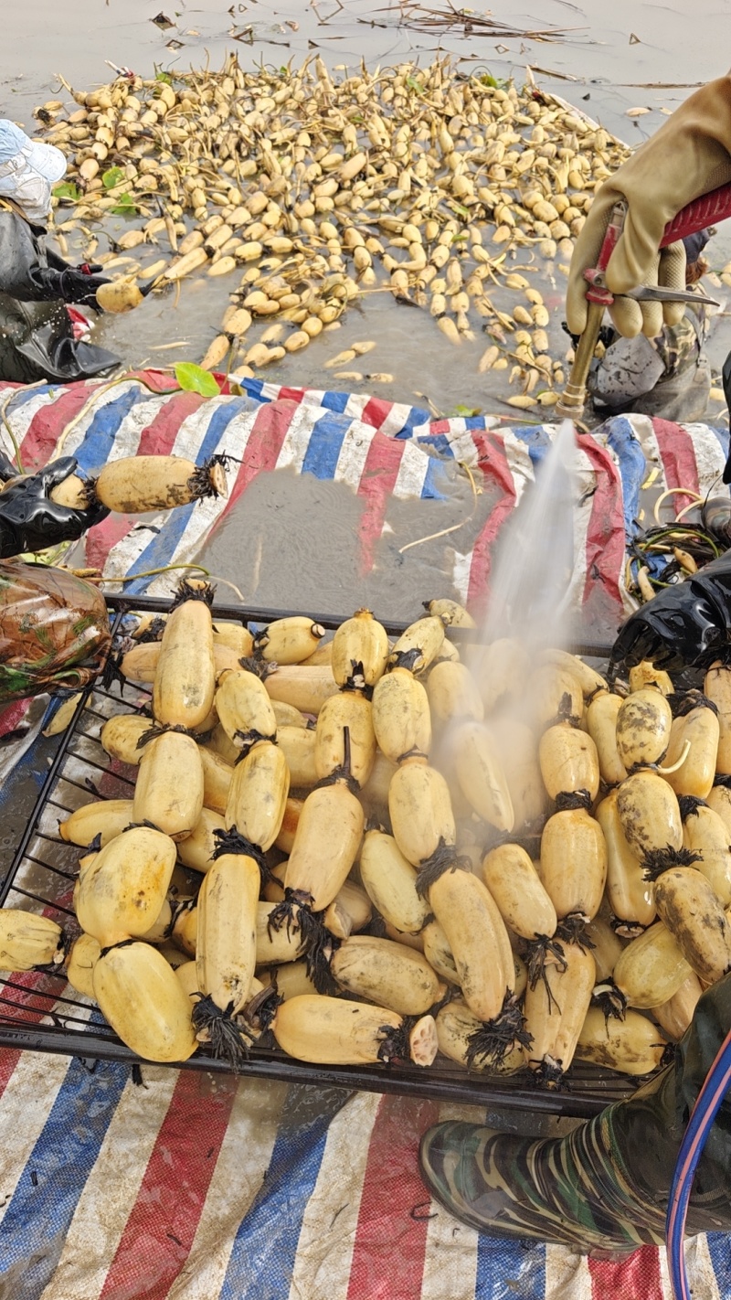 糯米藕食材供应