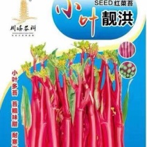 红菜苔种子小叶靓洪小叶多苔苔粗味甜早熟播种到收6o天