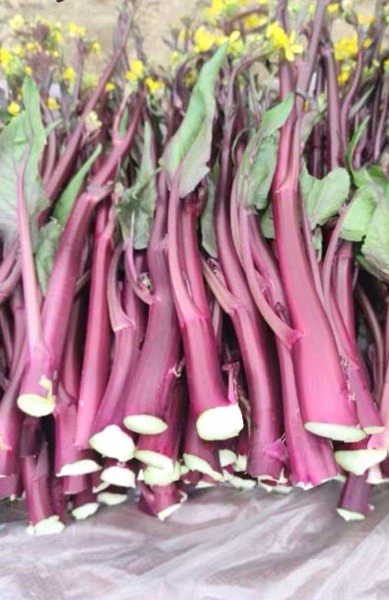 红菜苔种子小叶靓洪小叶多苔苔粗味甜早熟播种到收6o天
