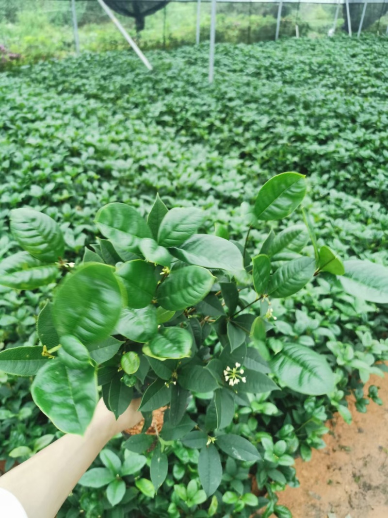 桂花盆栽