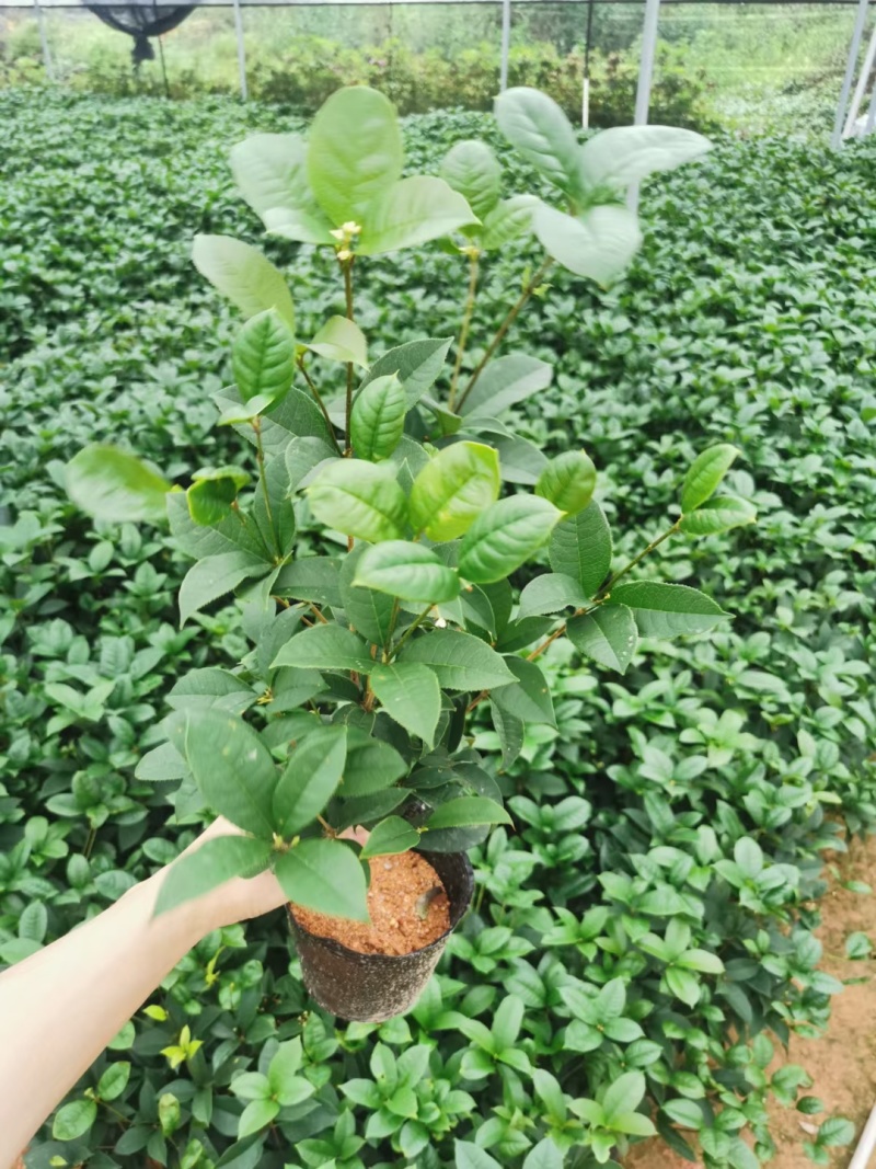 桂花盆栽