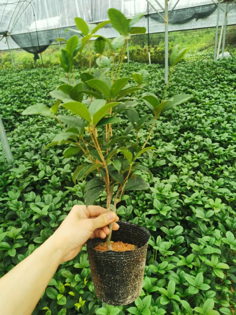 桂花盆栽