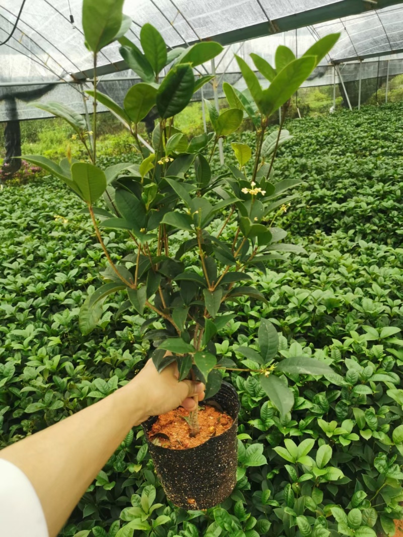 桂花盆栽