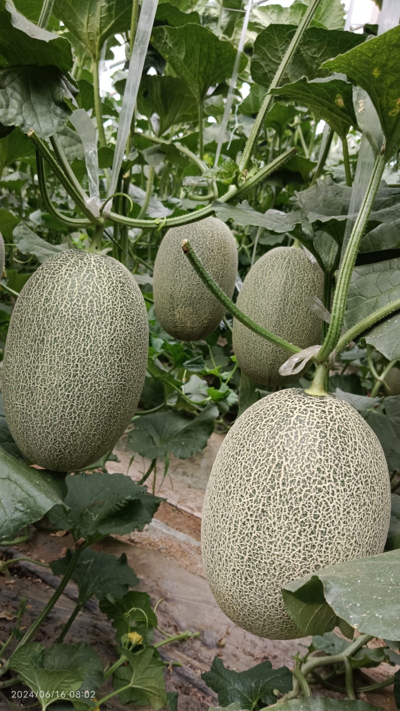 网纹瓜，哈蜜瓜，鲁厚甜瓜，暖棚种植无任何激素自然成熟