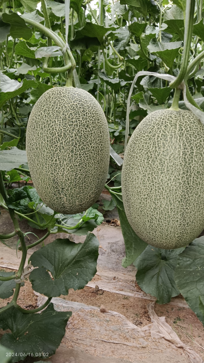 网纹瓜，哈蜜瓜，鲁厚甜瓜，暖棚种植无任何激素自然成熟