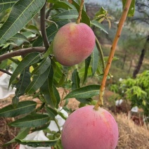 云南精品热农，椰香，太阳之子