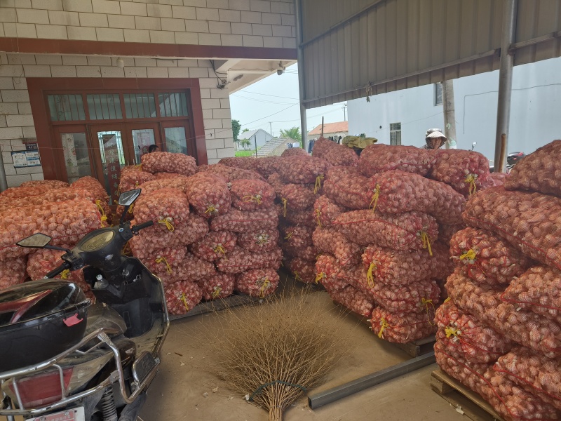 江苏射阳大量供应，白蒜货源充足，量大从优对接全国