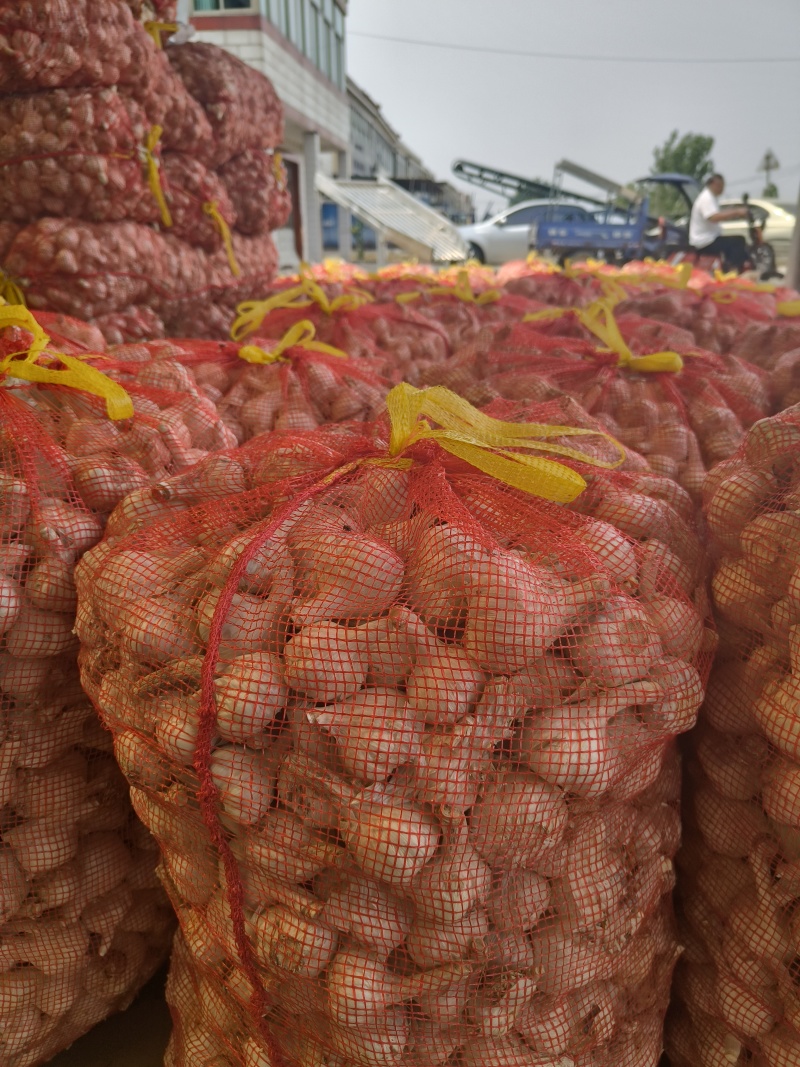江苏射阳大量供应，白蒜货源充足，量大从优对接全国